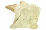 Otodus Shark Tooth Fossil in Rock - Morocco #292020-1